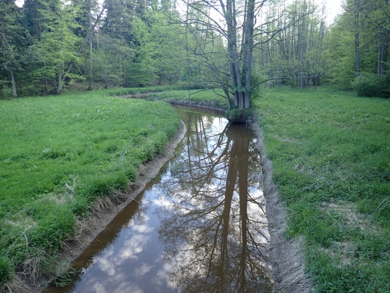Wąska, kręta rzeka z odbiciem drzewa i nieba, otoczona zieloną trawą i lasem z drzew o wiosennej, jasnozielonej korze.