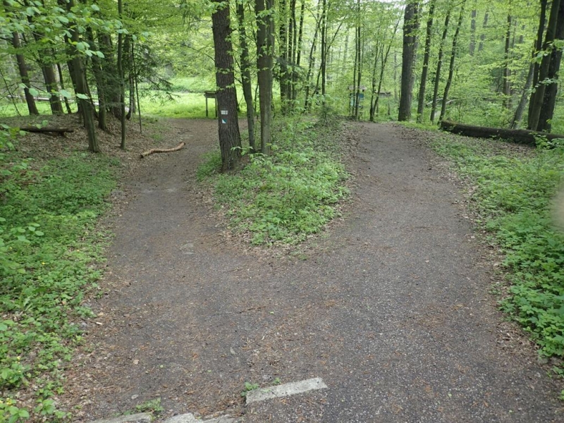 Rozwidlenie dwóch leśnych ścieżek, otoczone zielonymi drzewami i gęstą roślinnością, na miękkiej, ziemistej nawierzchni.
