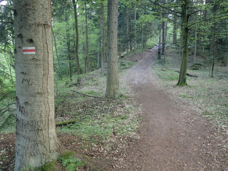 Leśna ścieżka wśród drzew o zielonych liściach, na jednym pniu znak szlaku czerwono-biały, ziemia pokryta suchymi liśćmi i mchem.