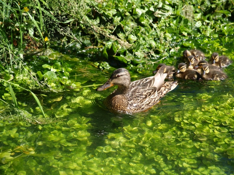 Brązowa kaczka pływająca w zielonej wodzie z roślinami wodnymi, za nią siedem kaczątek.