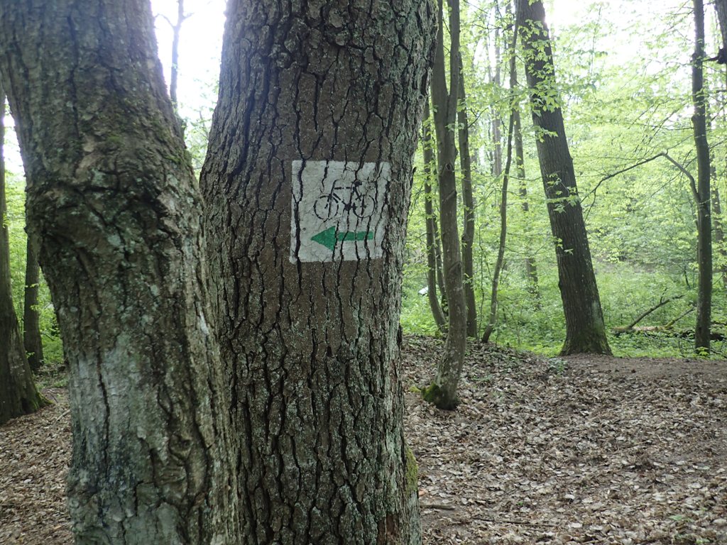 Drzewo o ciemnej korze z namalowanym białym prostokątem, czarnym symbolem roweru i zieloną strzałką wskazującą w lewo, otoczone zielonymi drzewami i ściółką leśną.
