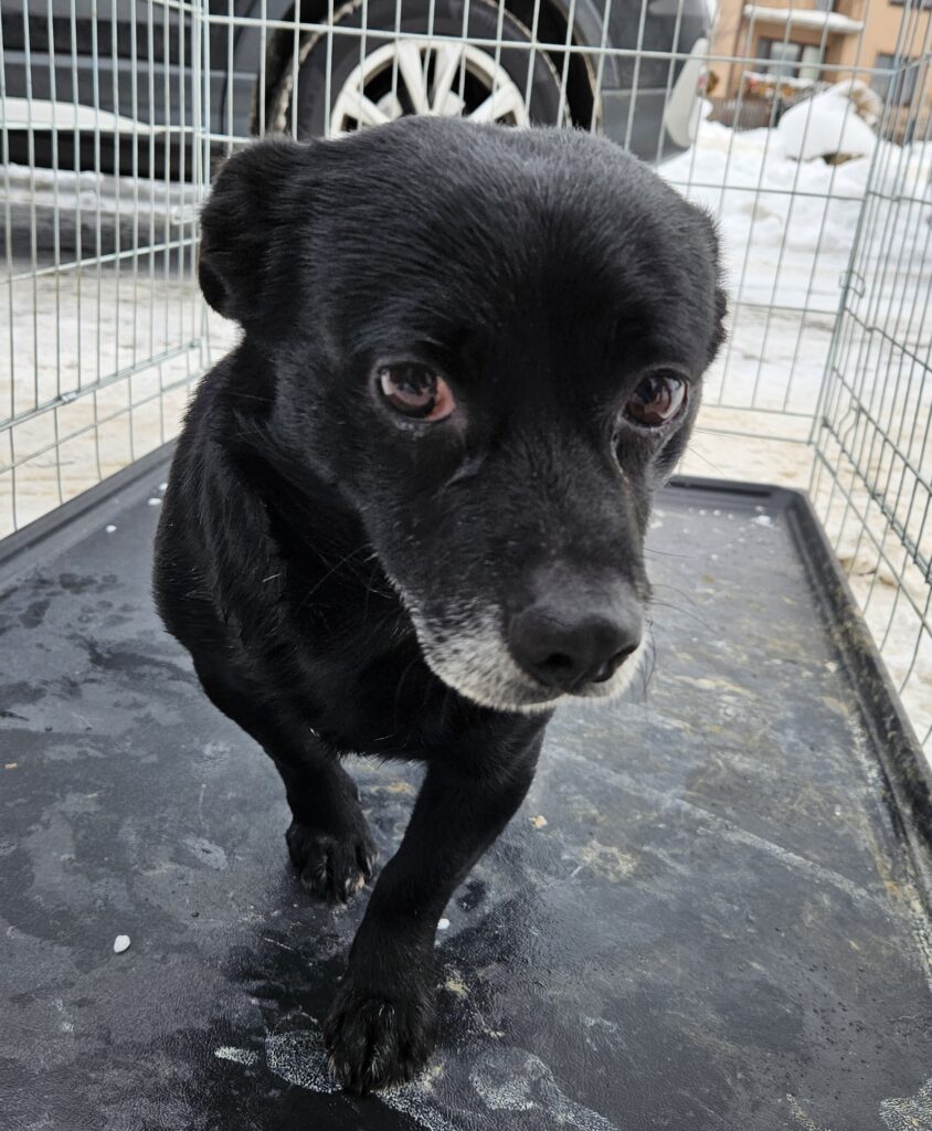 Mały czarny pies z białymi wstawkami na pyszczku stojący w metalowym kojcu na czarnej podłodze, w tle biały śnieg i samochód.
